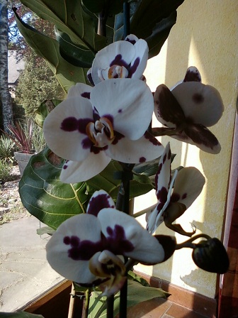 Orchidée 1.jpg