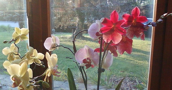 Orchidées 2.jpg