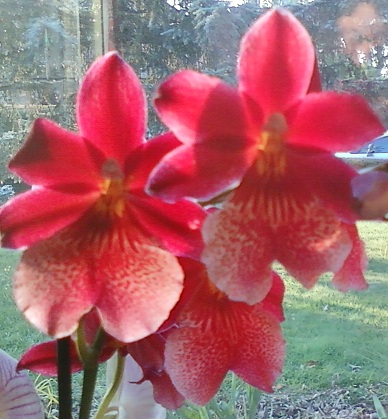 Orchidée 3.jpg
