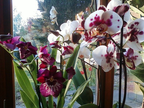 Orchidées 4.jpg