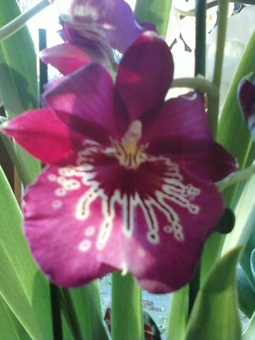 Orchidee 4.jpg