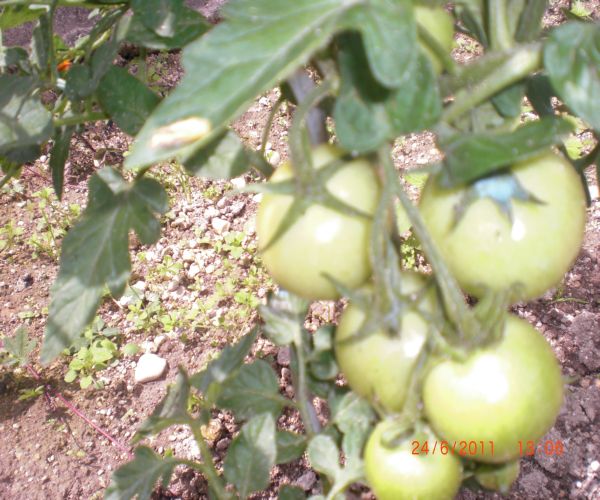 Mes tomates grappes