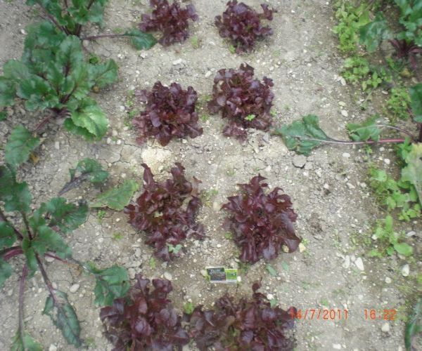 Evolution de mon potager 2011 juillet 008.jpg