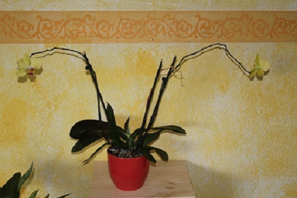 orchidée jusqu'au bout 1 002.JPG