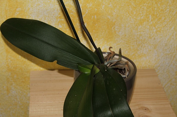 orchidée jusqu'au bout 1 003.JPG