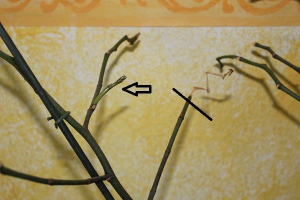 orchidée jusqu'au bout 1 006.JPG