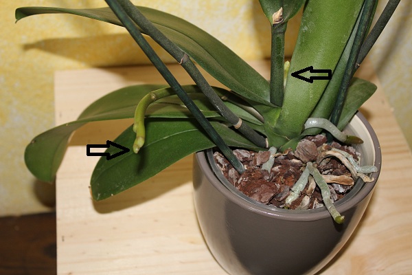 orchidée jusqu'au bout 1 004.JPG