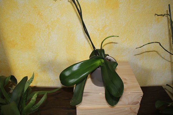 orchidée jusqu'au bout 1 007.JPG