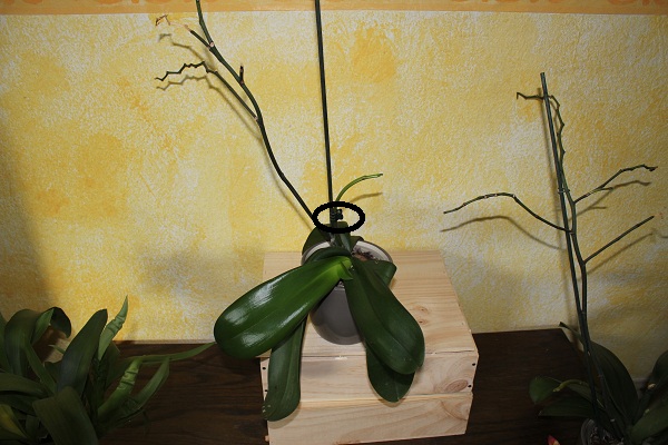 orchidée jusqu'au bout 1 008.JPG