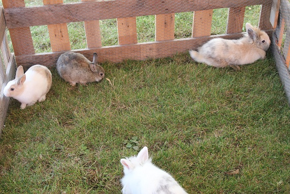 Lapins.JPG