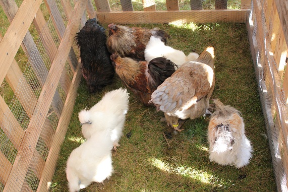 Poules.JPG