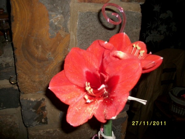 AMARYLLIS 005.jpg