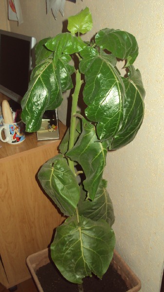 tamarillo_1202_2812.JPG