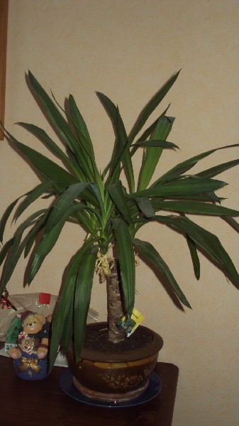 Yucca_2812.JPG