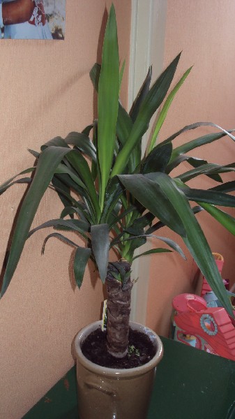 yucca_2812_2.JPG