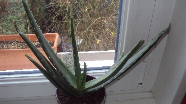 aloe vera_2812.JPG
