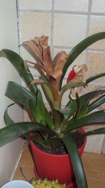 bromelia_2812_1.JPG