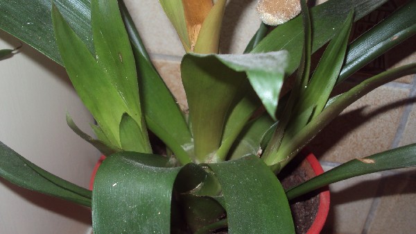 bromelia_2812_2.JPG