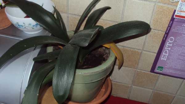 clivia_st joseph_2812.JPG