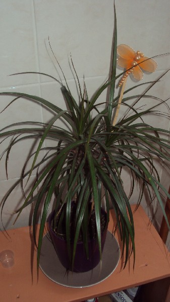 dracaena_2812_1.JPG