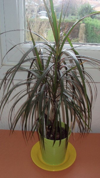 dracaena_2812_2.JPG