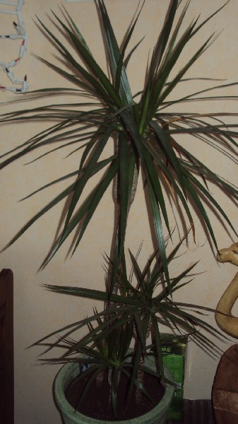 dracaena marginata_2812_1.JPG
