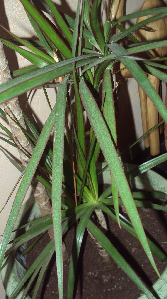 dracaena marginata_2812_2.JPG