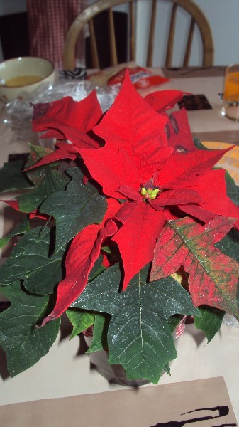 poinsetta_2812_2.JPG