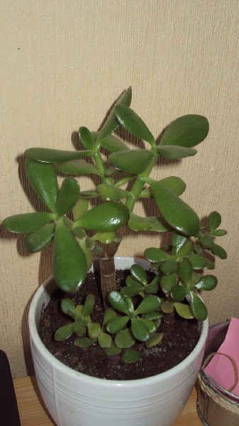 crassula_2812_1.JPG