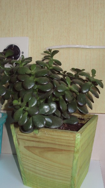 crassula_2812_2.JPG