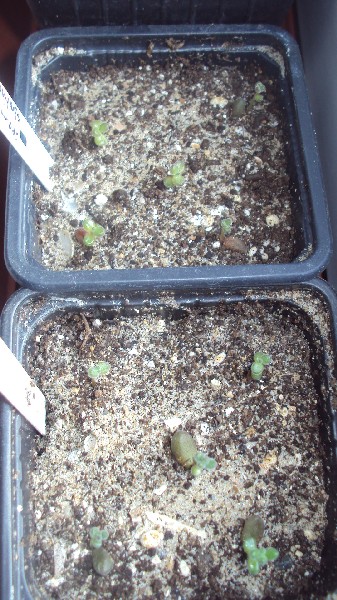 sedum_rubrotinctum_2812_1.JPG