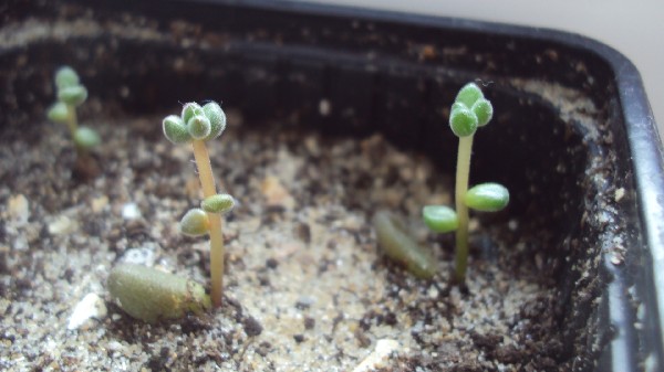 sedum_rubrotinctum_2812_2.JPG