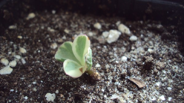pourpier portulacaria afra_2812.JPG
