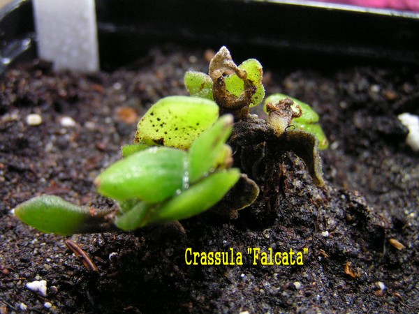 Crassula Falcata_180112.JPG
