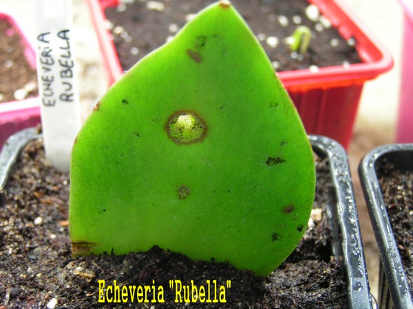 Echeveria Rubella_180112.JPG