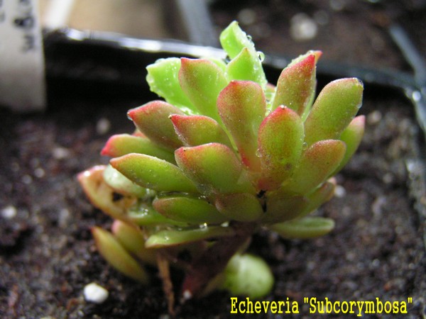 Echeveria Subcorymbosa_180112.JPG