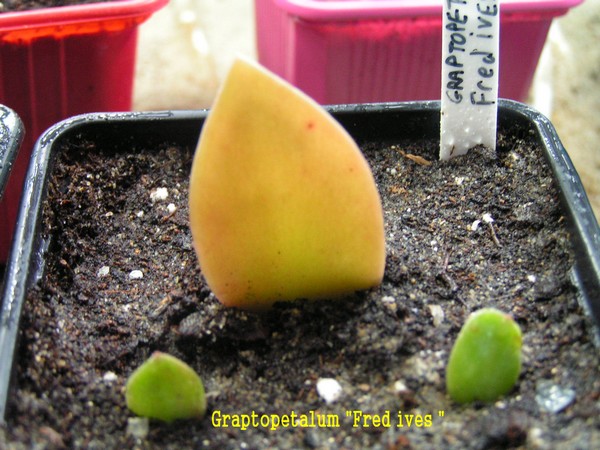 Graptopetalum Fred ives_180112.JPG