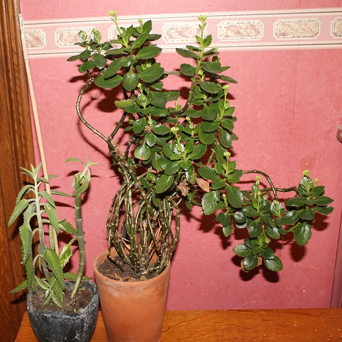 Kalanchoé.JPG