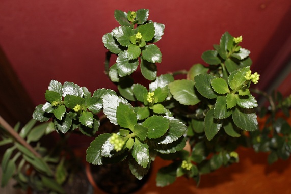 Kalanchoé A.JPG