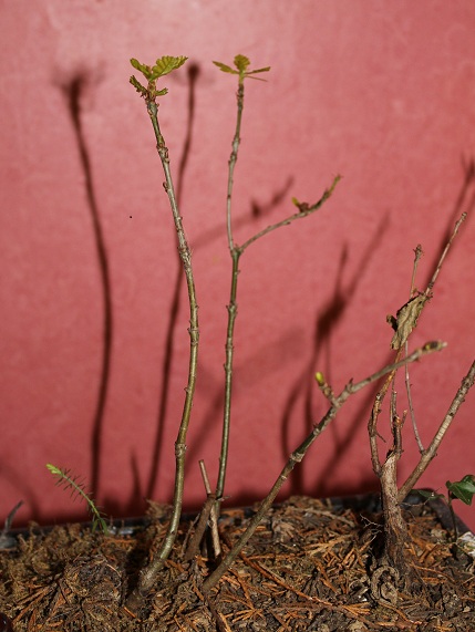 Chêne bonsai.JPG