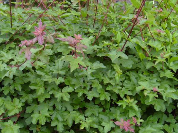 S7009741.JPG