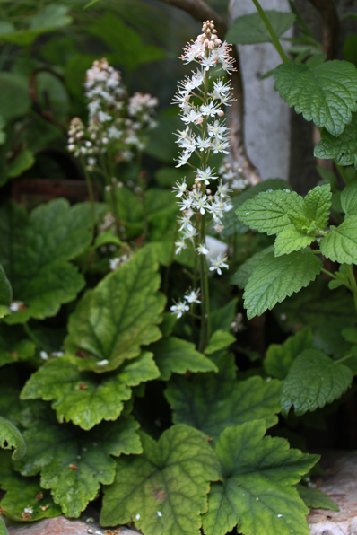 Tiarella