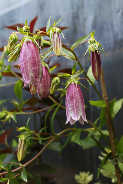 campanula