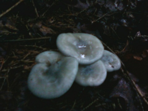 Clytocibe odorant.jpg