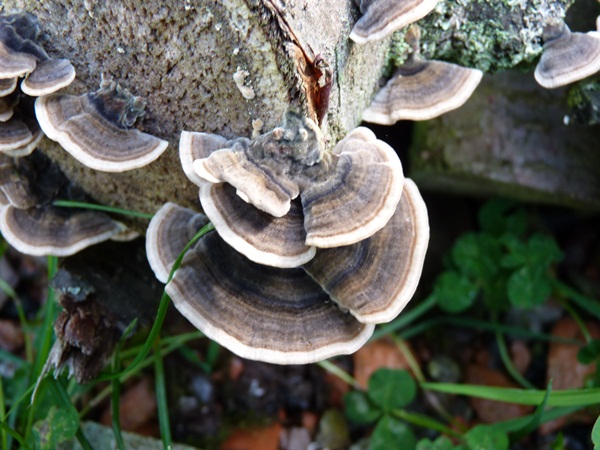 champignons Polypores Versicolores