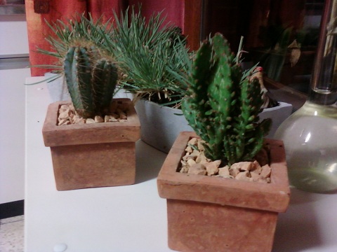 CACTUS 02.jpg