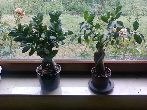 FICUS MICROCARPA 01.jpg