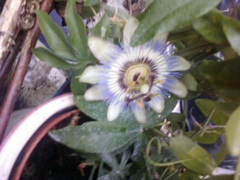 PASSIFLORE EN POT.jpg