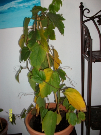 vitifolia2.jpg