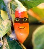 Avatar du membre